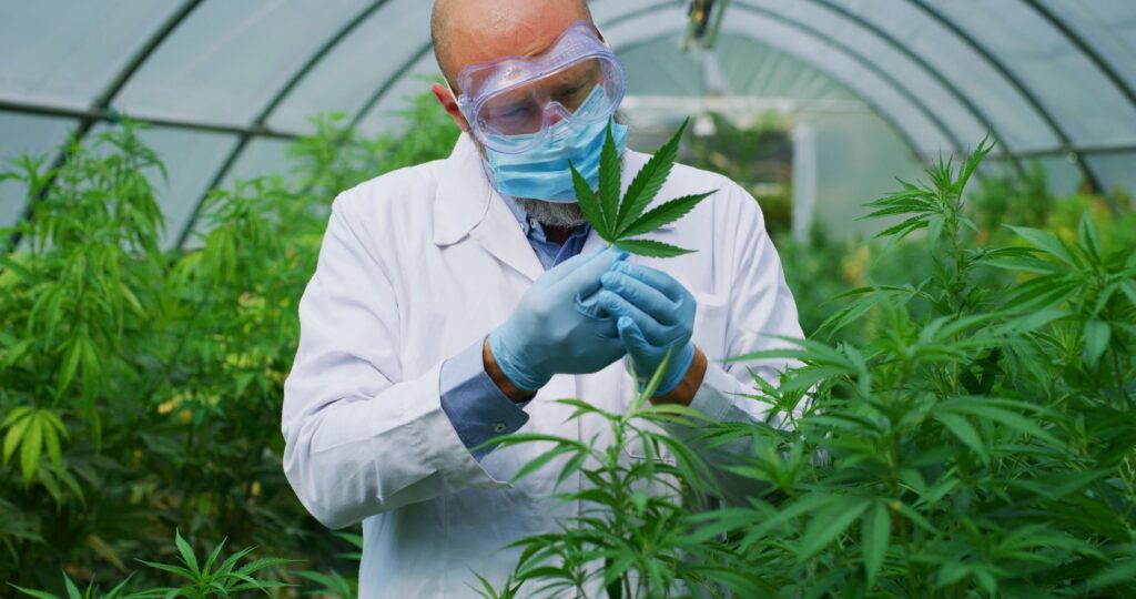 CCI-Budtender Profesjonalny sklep z marihuaną online