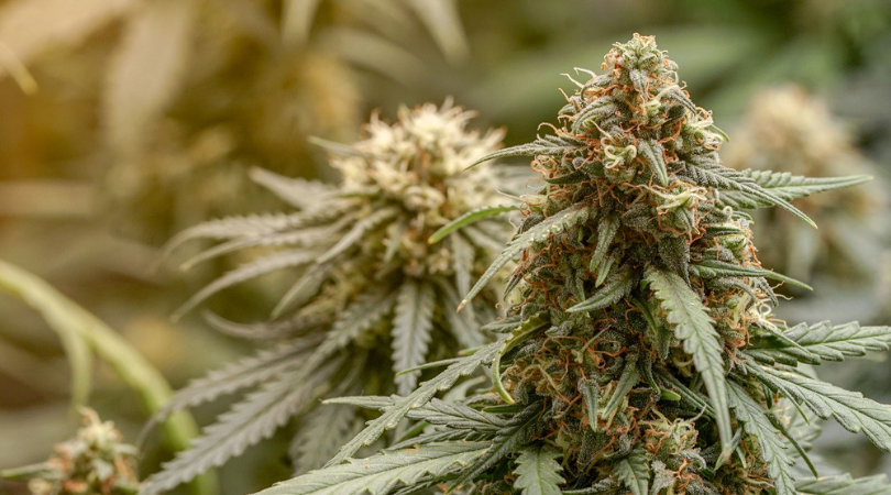What-Are-Cannabis-Terpenes-And-What-Do-They-Do